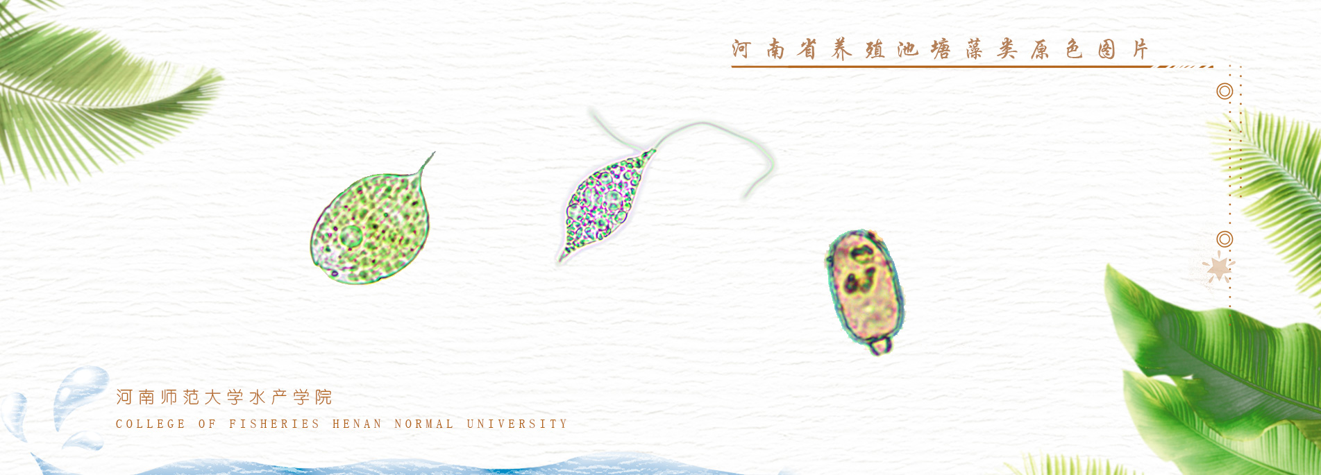 河南省养殖池塘藻类原色图片
